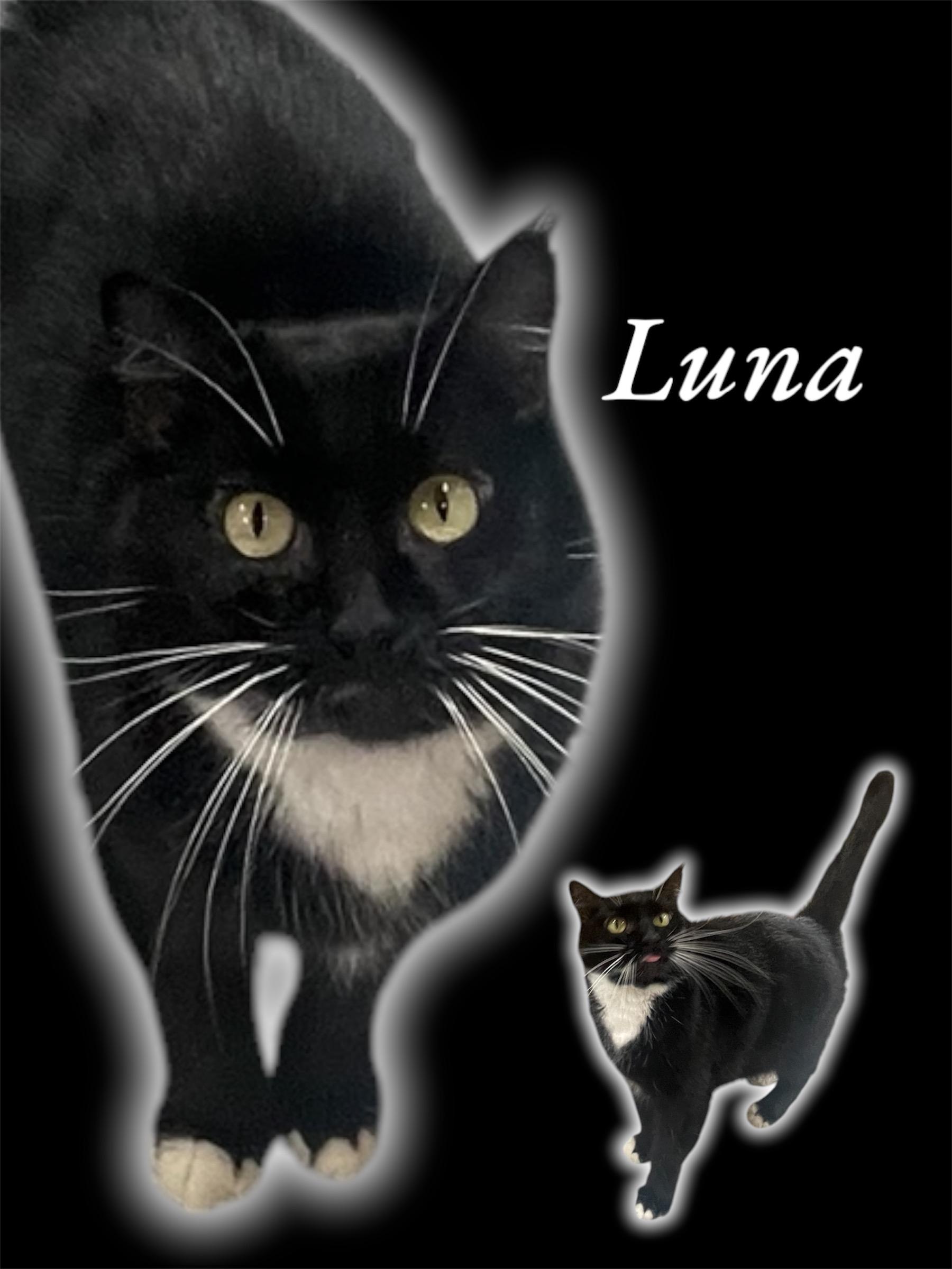 Enlarge Luna, a Adoptable Domestic Short Hair in Auburn, CA image 1/1