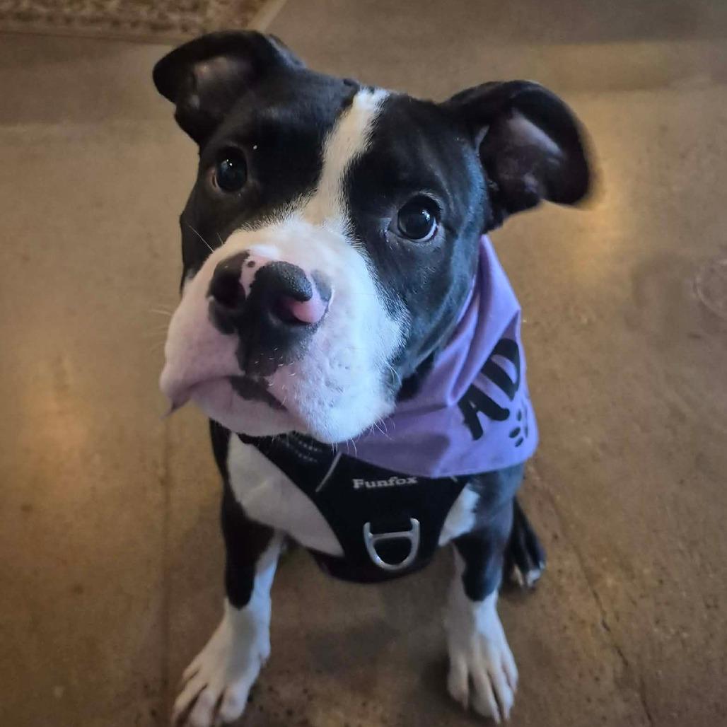 Jethro, a Adoptable Pit Bull Terrier in Crystal, MN image 1/6