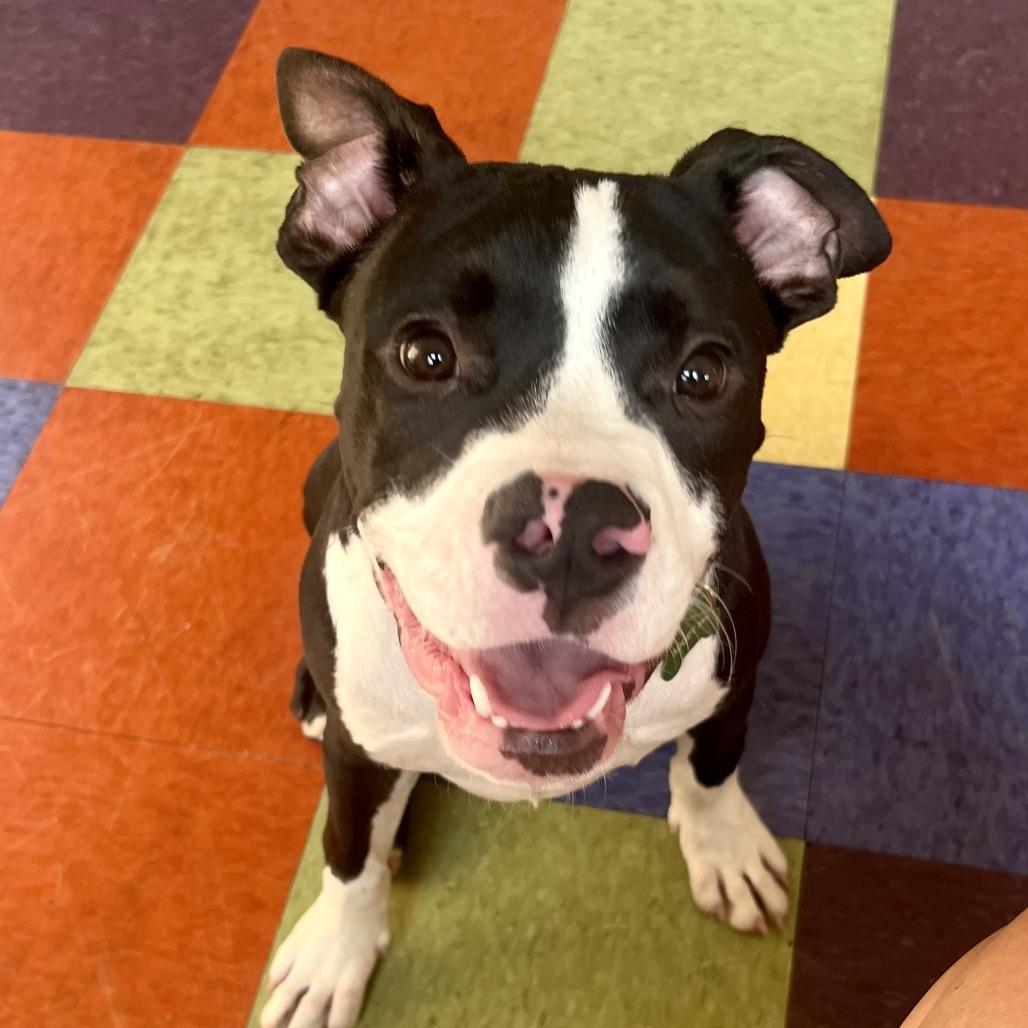 Jethro, a Adoptable Pit Bull Terrier in Crystal, MN image 2/6