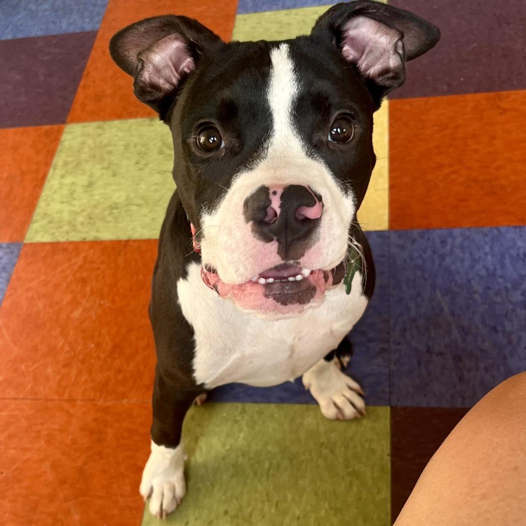 Jethro, a Adoptable Pit Bull Terrier in Crystal, MN image 3/6