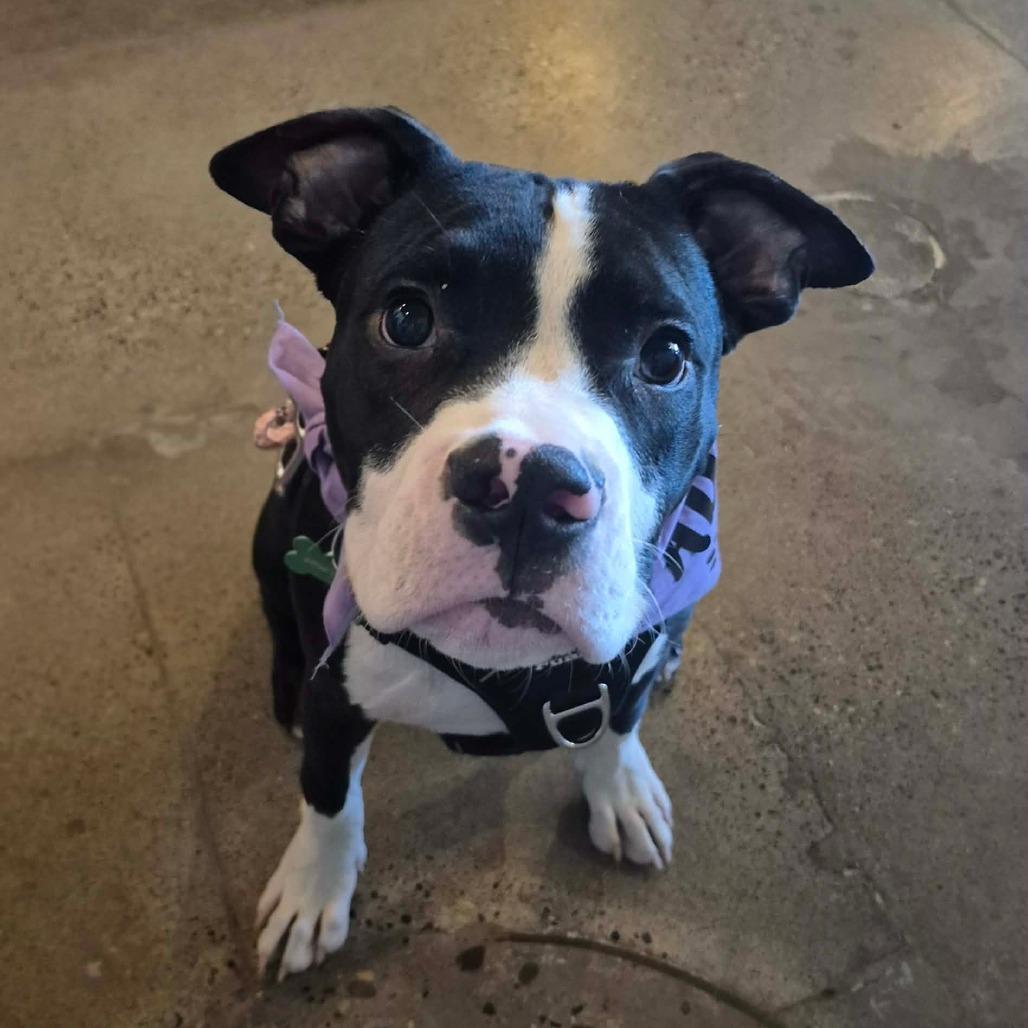 Jethro, a Adoptable Pit Bull Terrier in Crystal, MN image 4/6