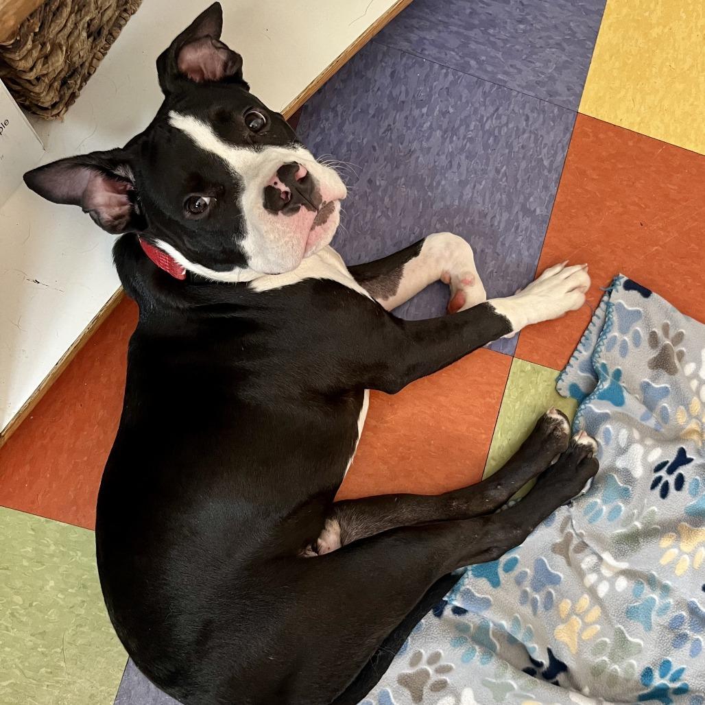 Jethro, a Adoptable Pit Bull Terrier in Crystal, MN image 5/6