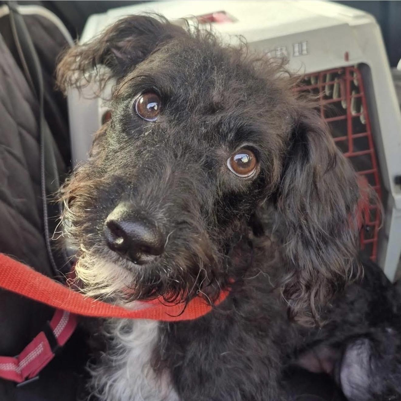 Betty, ADOPTABLE, Young Female Poodle.