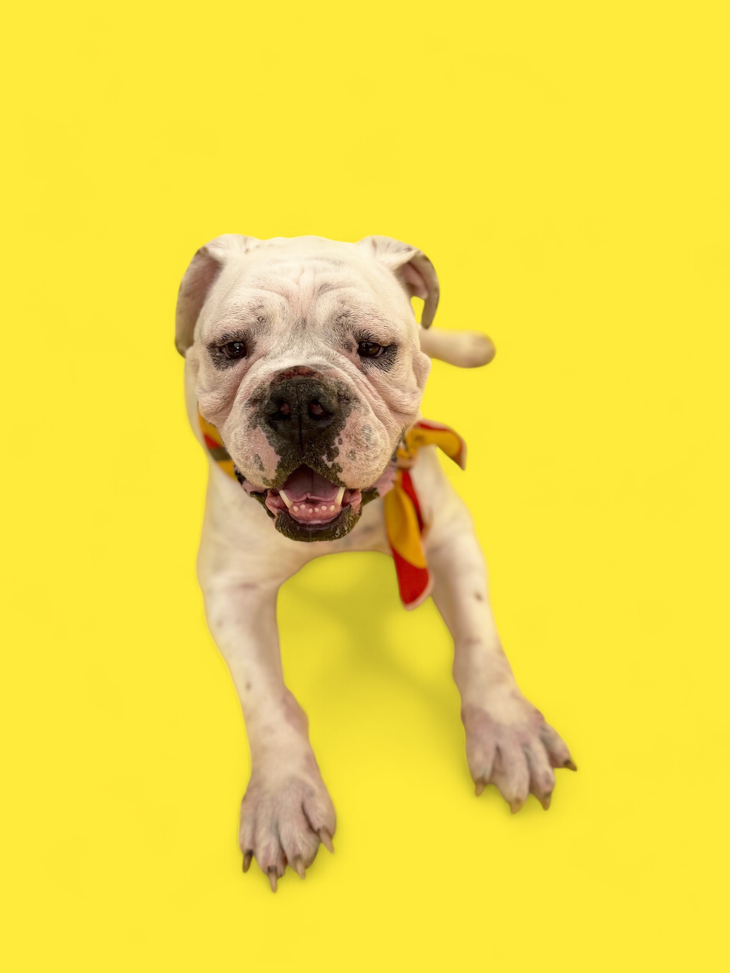 Georgie-ADOPT Me!