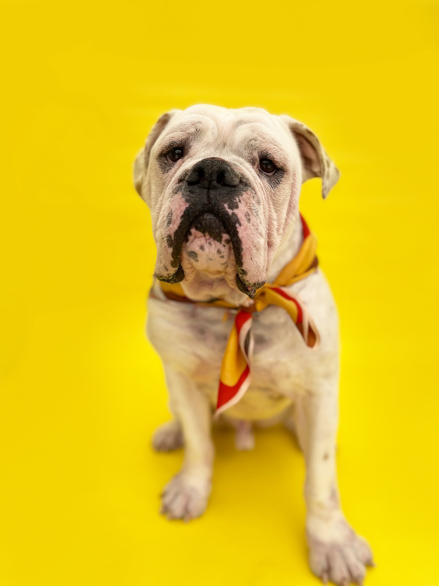 Georgie-ADOPT Me!, a Adoptable English Bulldog in Studio City, CA image 2/5