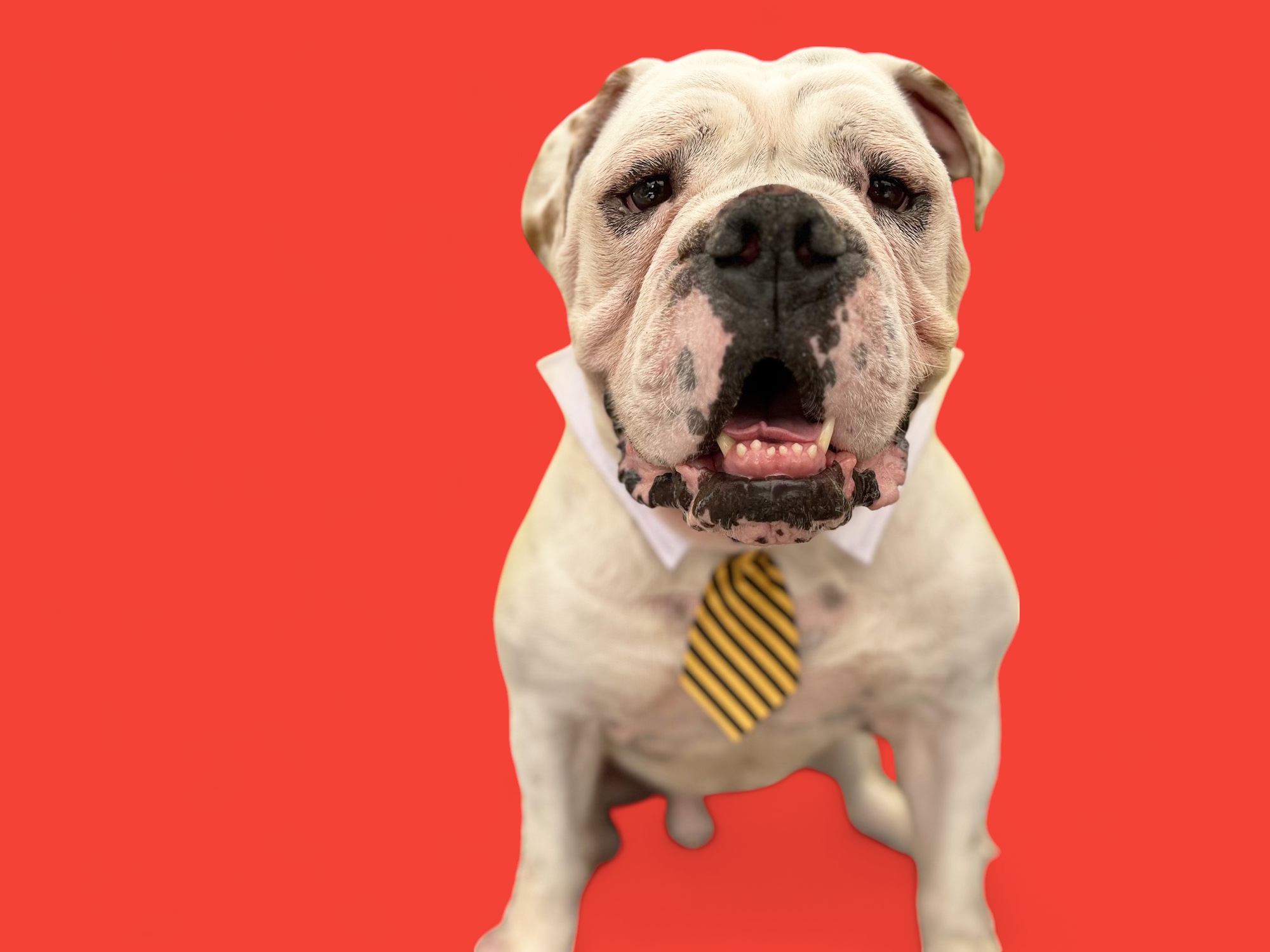 Georgie-ADOPT Me!, a Adoptable English Bulldog in Studio City, CA image 3/5