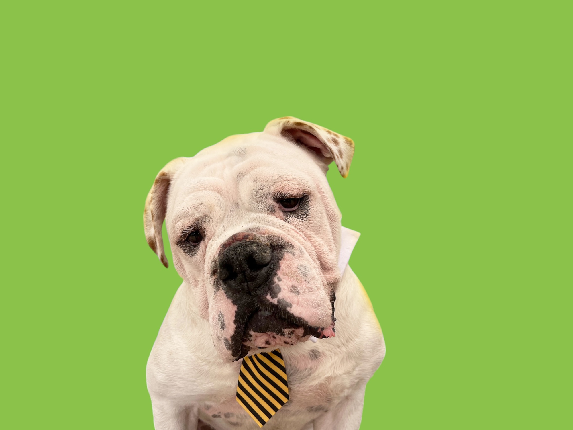 Georgie-ADOPT Me!, a Adoptable English Bulldog in Studio City, CA image 4/5