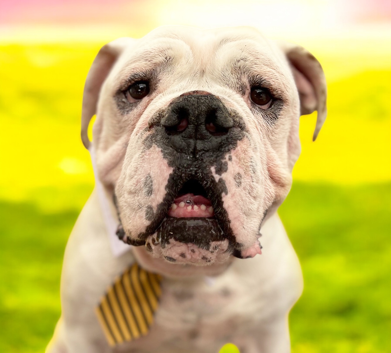 Georgie-ADOPT Me!, a Adoptable English Bulldog in Studio City, CA image 5/5