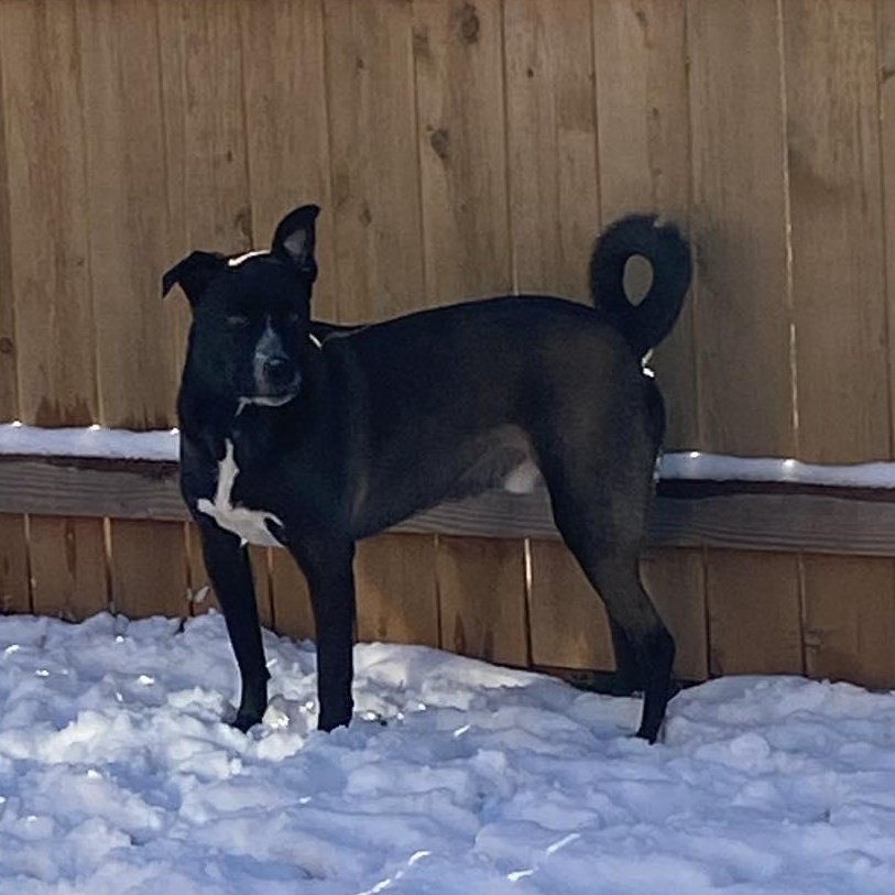 Oreo, a Adoptable mixed breed in Oklahoma City, OK image 6/6