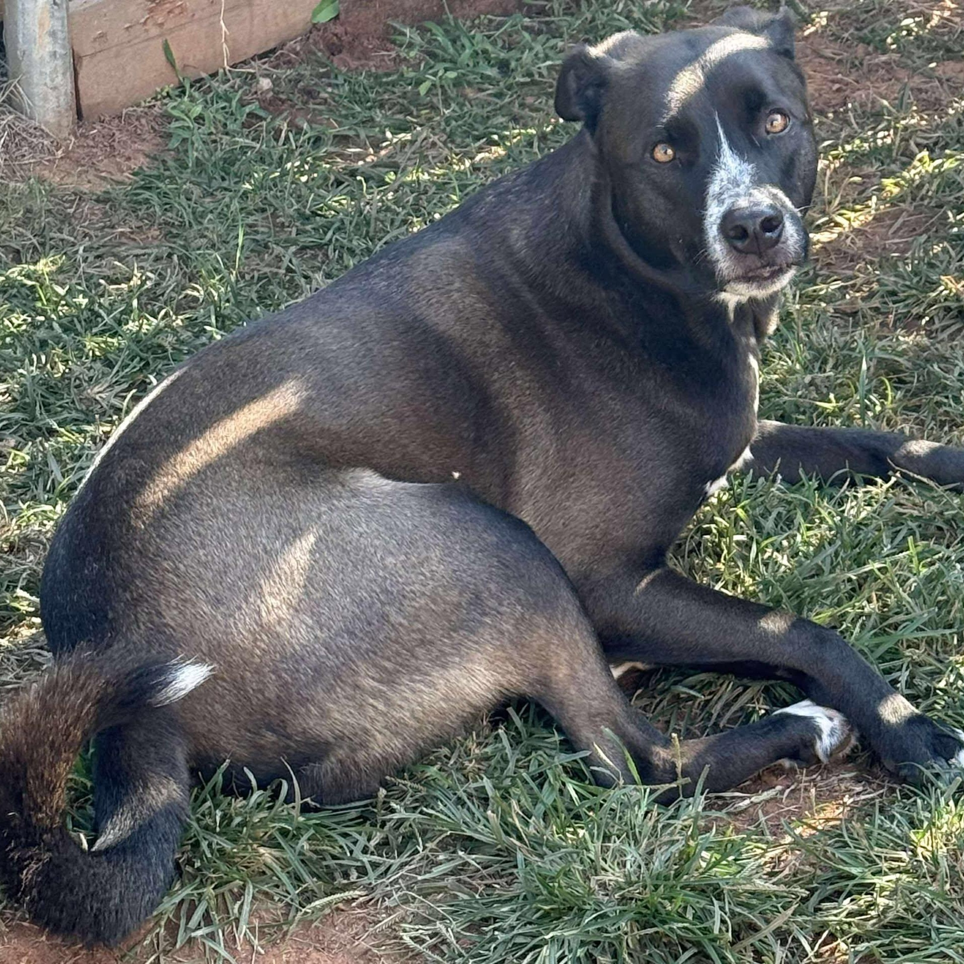 Oreo, a Adoptable mixed breed in Oklahoma City, OK image 2/6