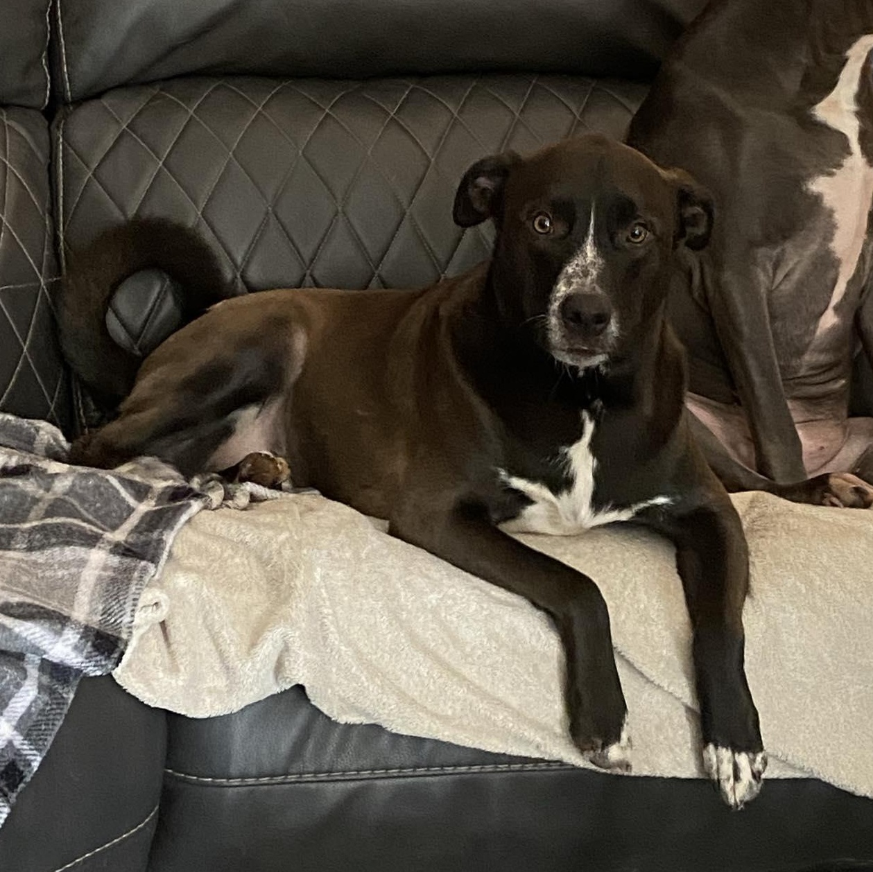 Oreo, a Adoptable mixed breed in Oklahoma City, OK image 1/6