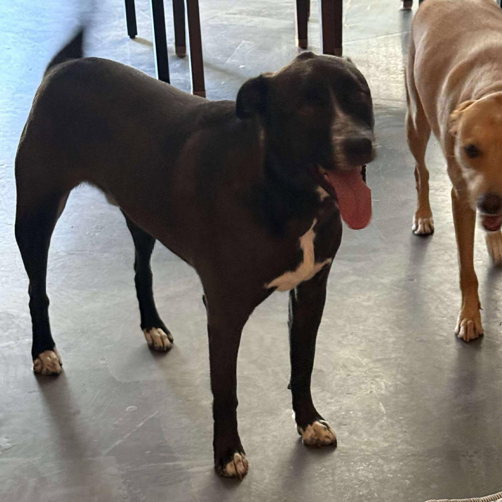 Oreo, a Adoptable mixed breed in Oklahoma City, OK image 4/6