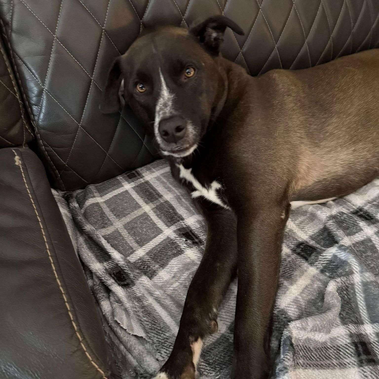 Oreo, a Adoptable mixed breed in Oklahoma City, OK image 3/6