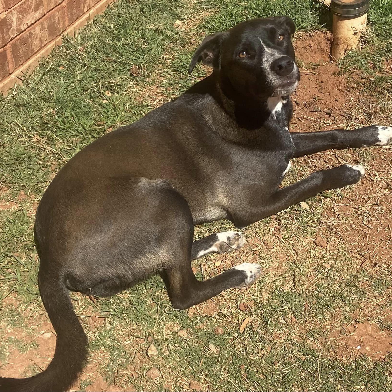 Oreo, a Adoptable mixed breed in Oklahoma City, OK image 5/6