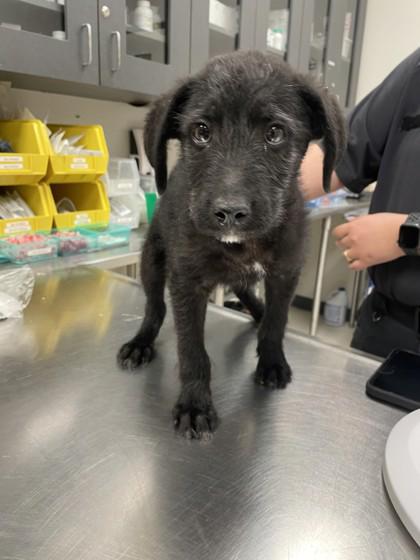 Enlarge Chex Mix, a Adoptable mixed breed in Portland, ME image 1/1