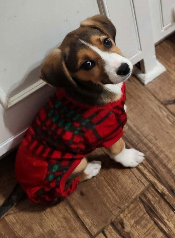 Twinkle *Adopt or Foster*, Adopted, Young Female Hound.