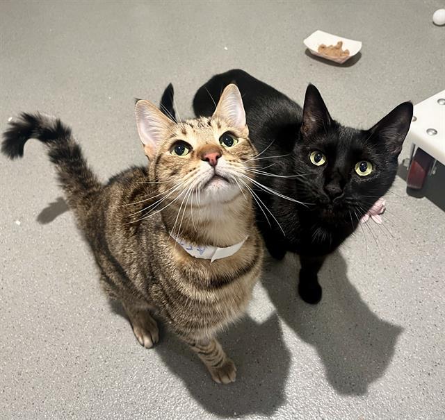 Enlarge LADY, a Adoptable Domestic Short Hair in San Francisco, CA image 1/1