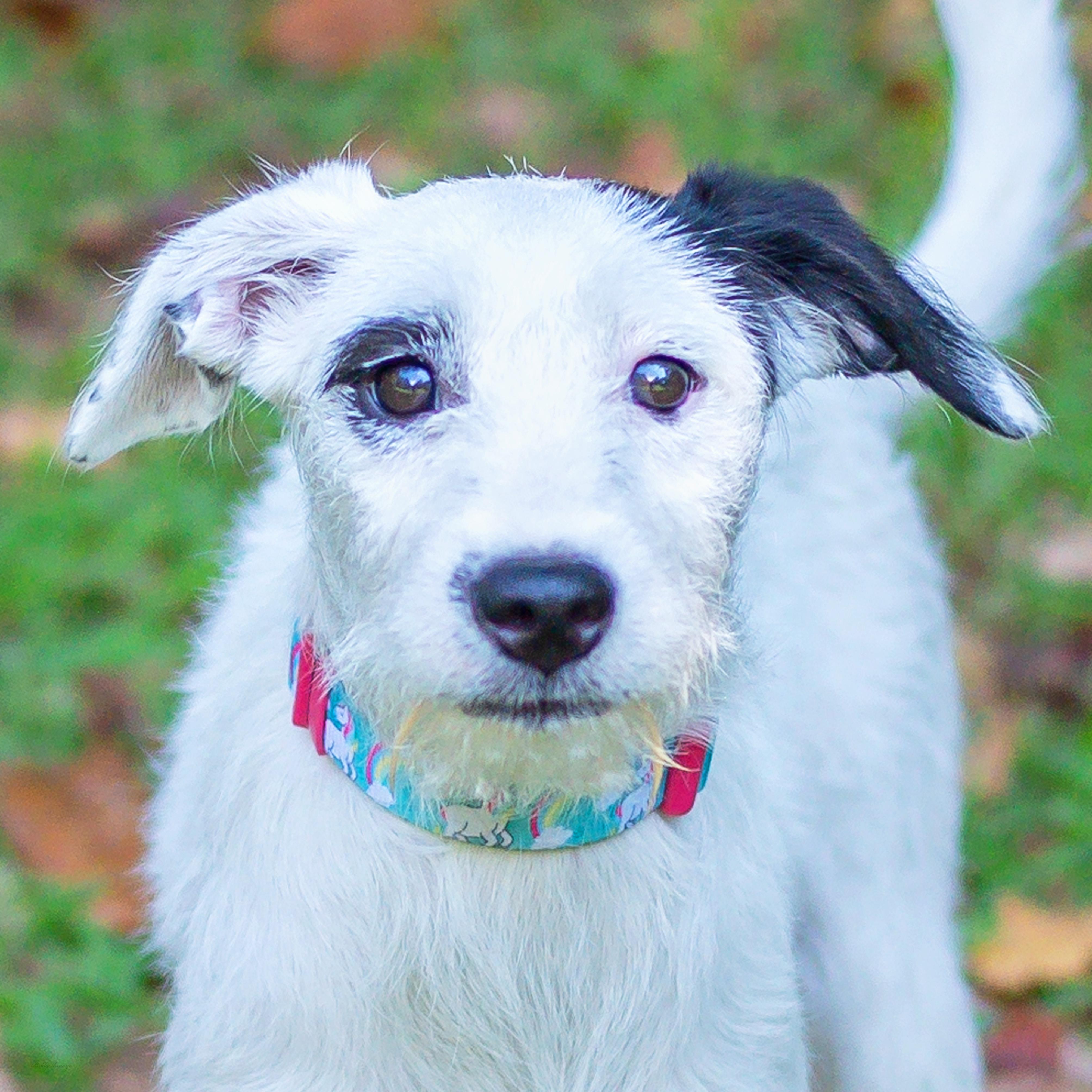 Greta, a Adoptable mixed breed in Baton Rouge, LA image 1/2