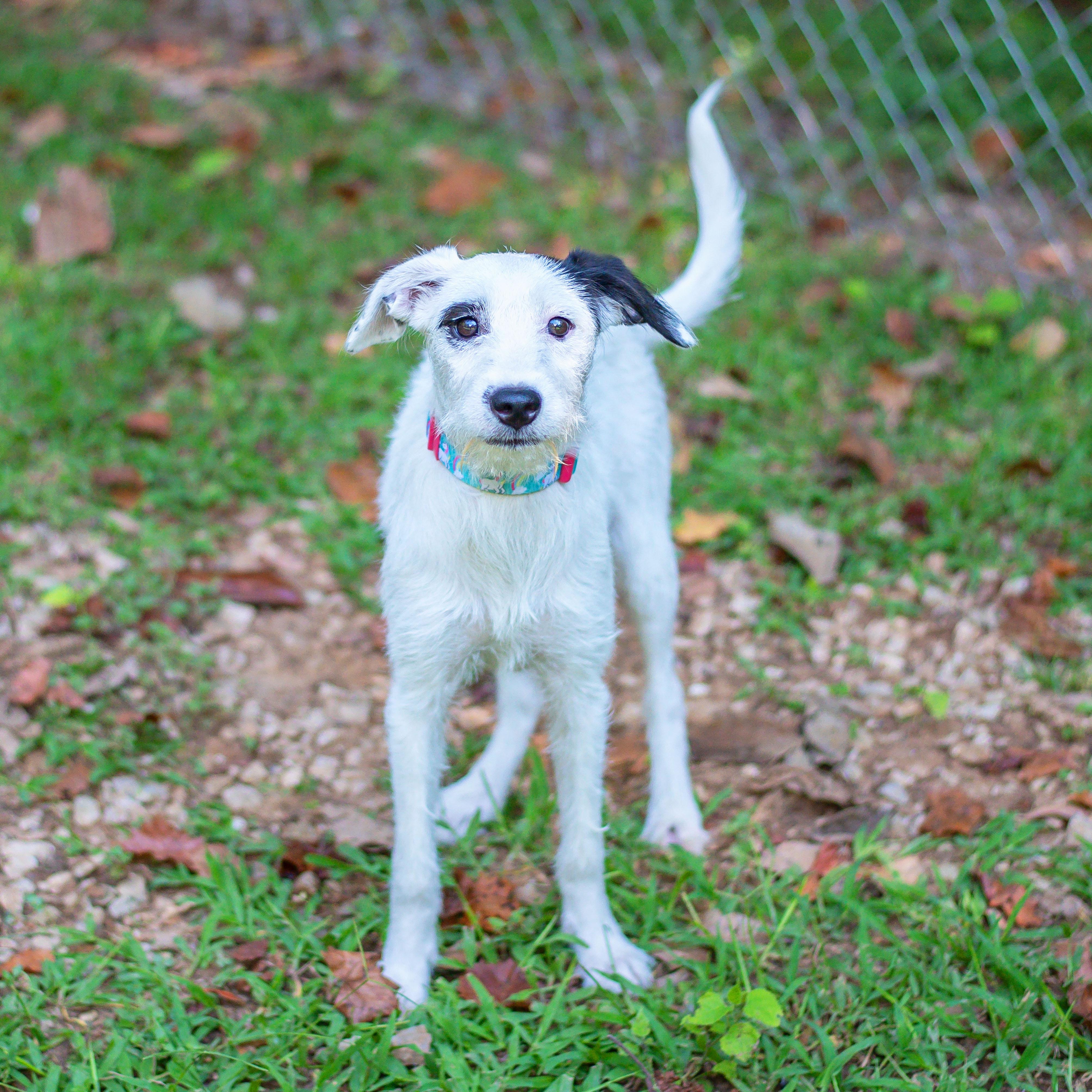 Greta, a Adoptable mixed breed in Baton Rouge, LA image 2/2