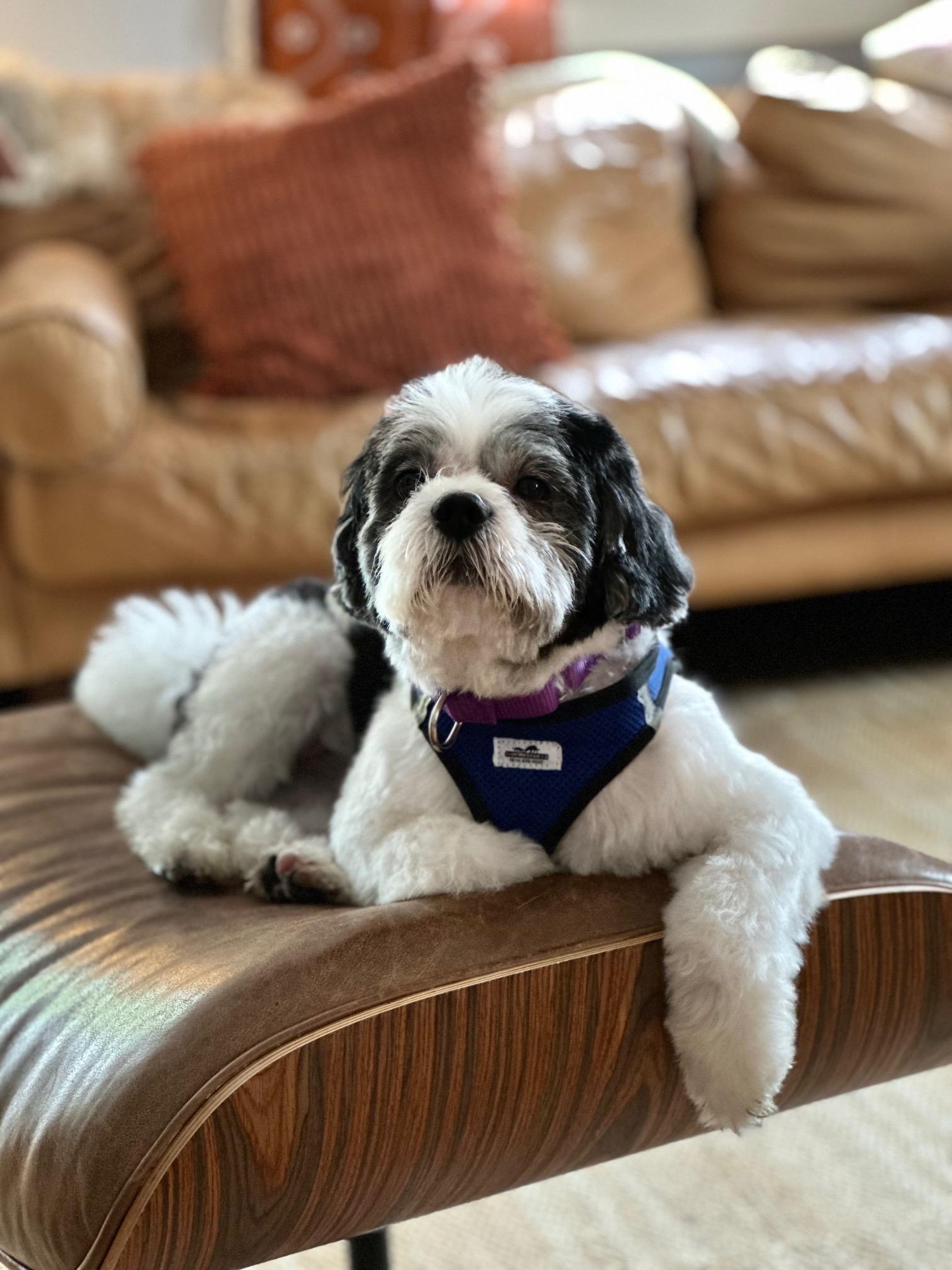 Enlarge Oreo, a Adopted Shih Tzu in Harrison, NY image 2/4