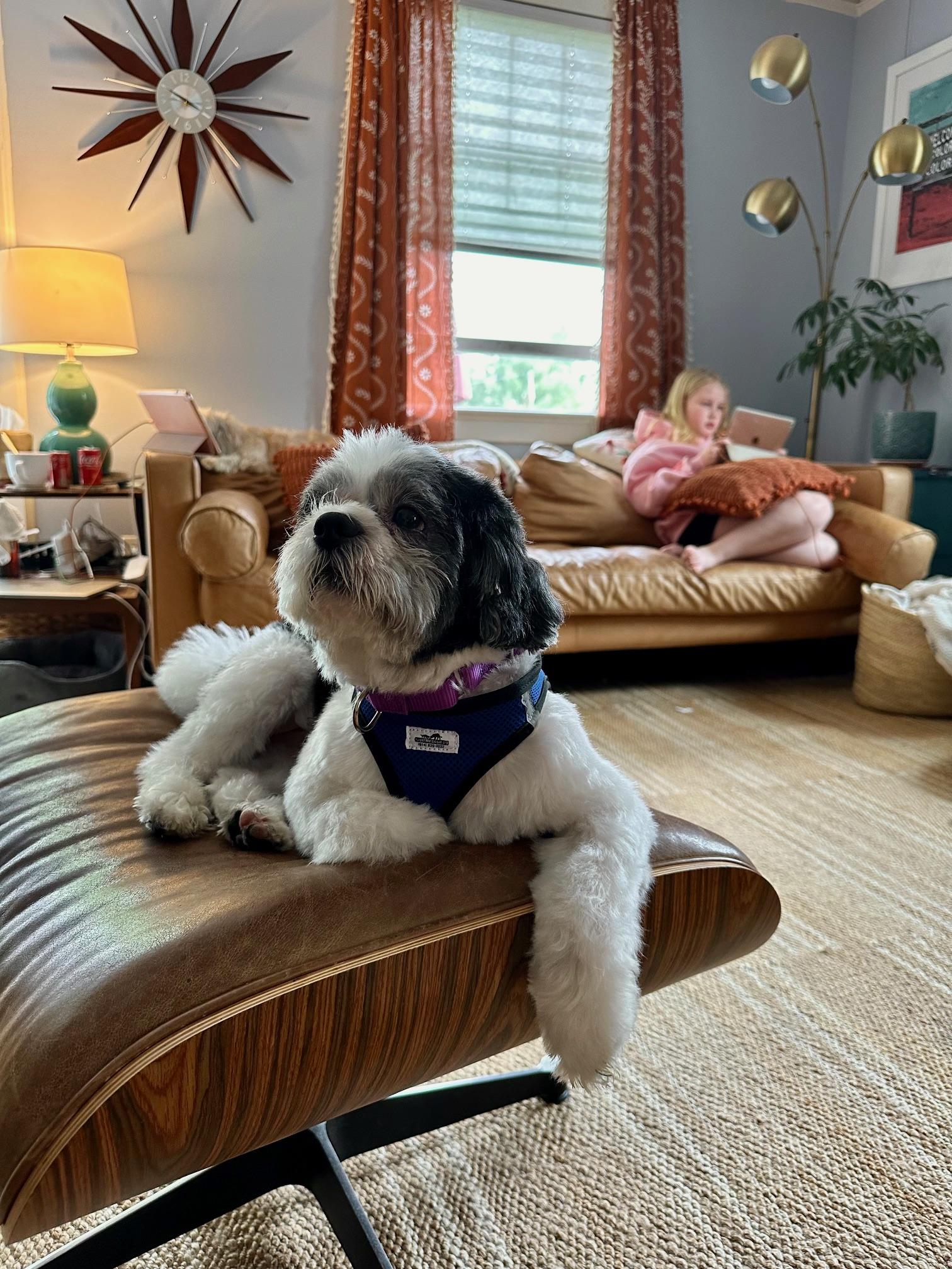 Enlarge Oreo, a Adopted Shih Tzu in Harrison, NY image 3/4