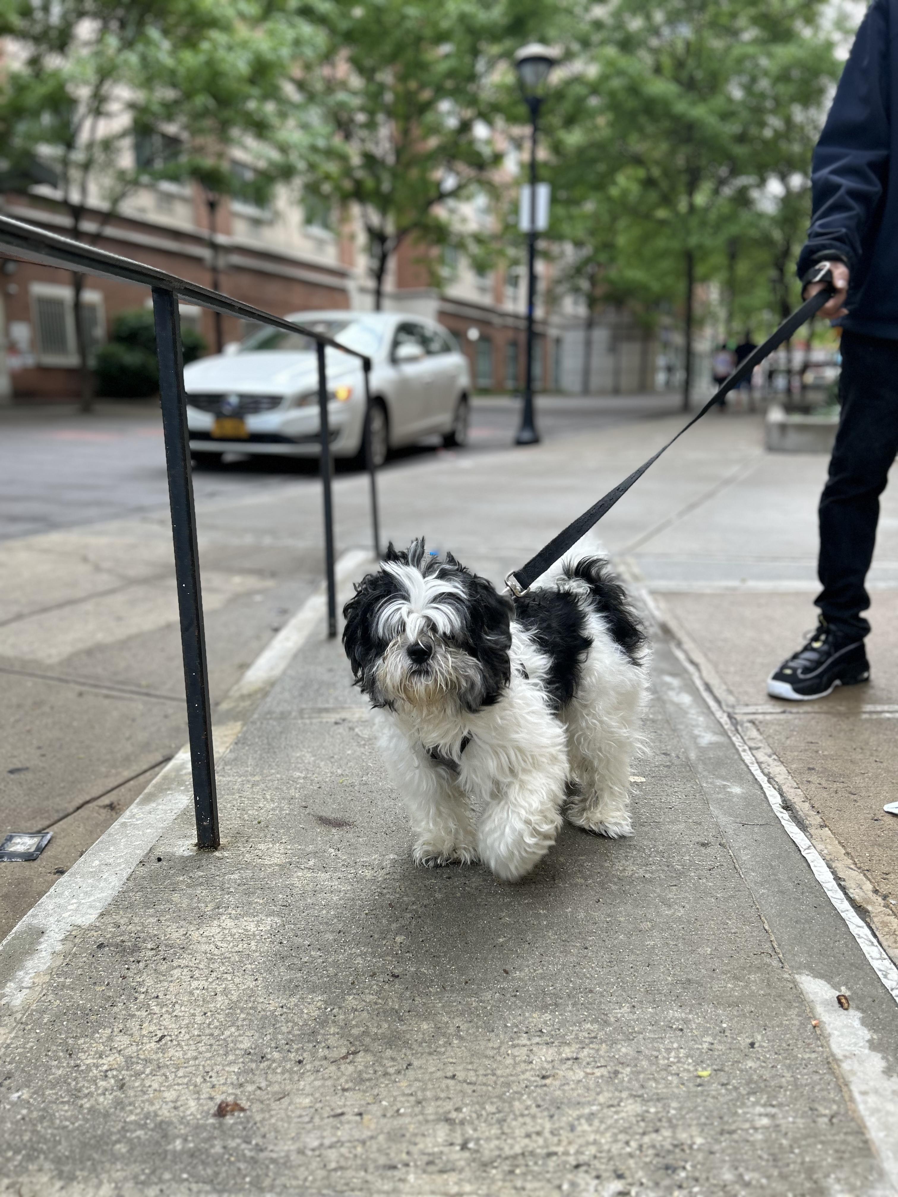 Enlarge Oreo, a Adopted Shih Tzu in Harrison, NY image 4/4