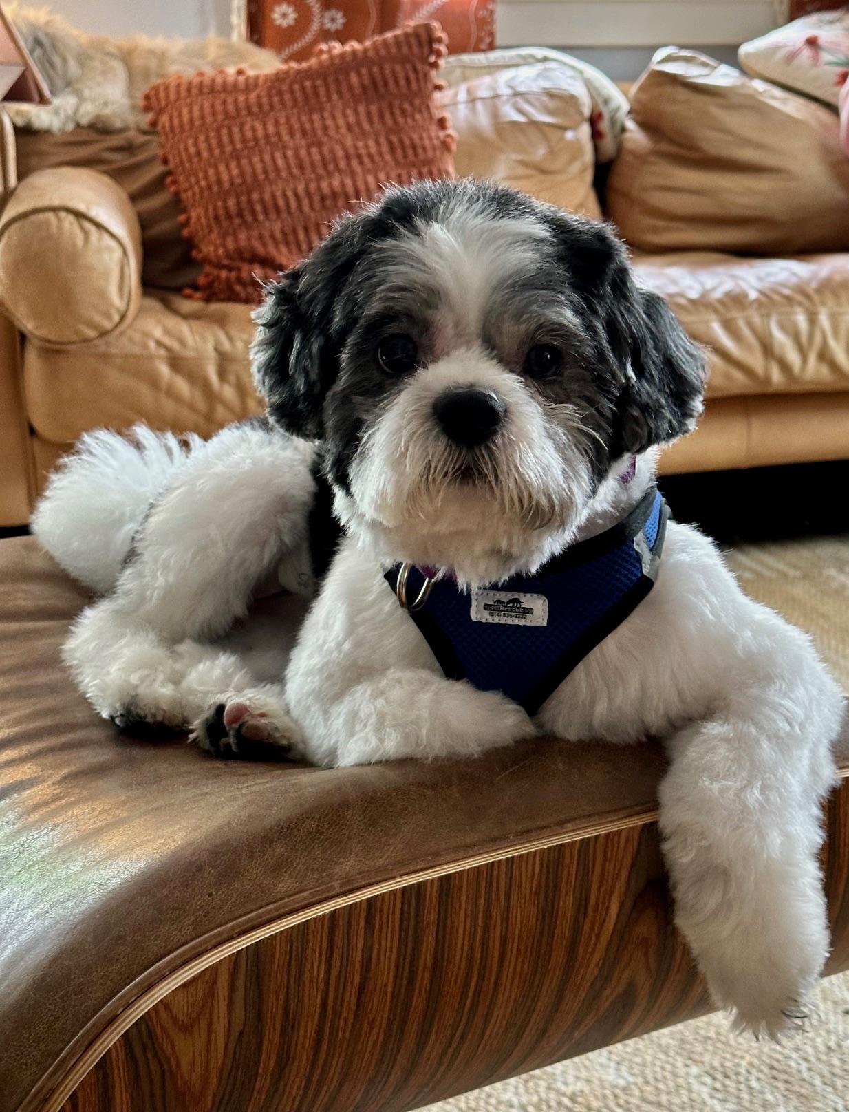 Oreo, Adopted, Young Male Shih Tzu.