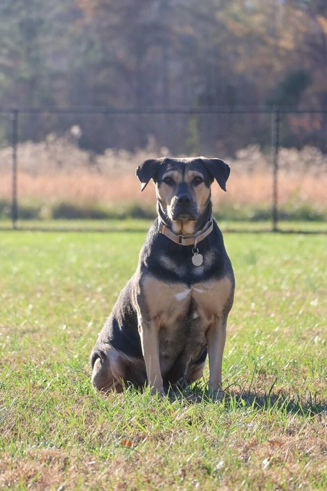 Liberty, Adoptable, Young Female Rottweiler & Black and Tan Coonhound.