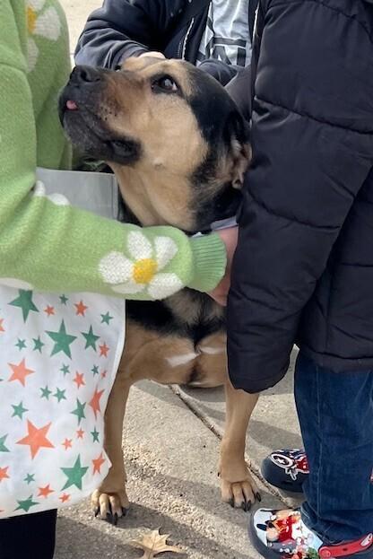 Enlarge Liberty, a Adoptable mixed breed in Washington, DC image 2/5