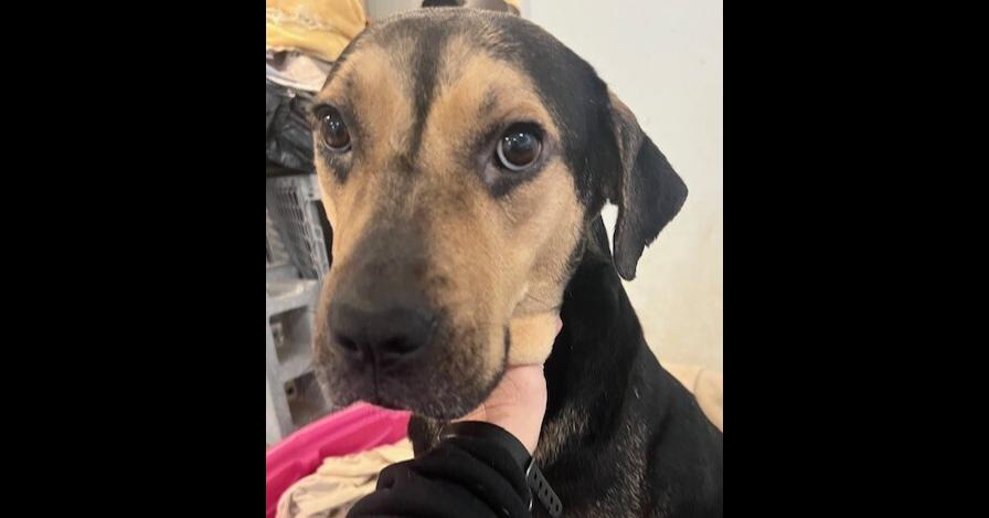 Enlarge Liberty, a Adoptable mixed breed in Washington, DC image 1/6