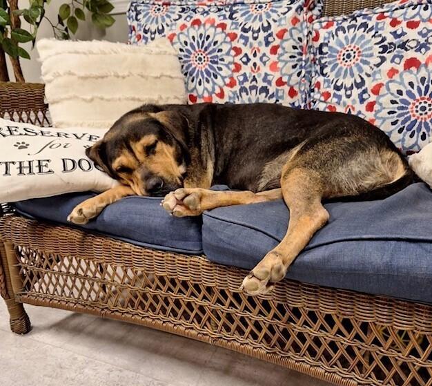 Enlarge Liberty, a Adoptable mixed breed in Washington, DC image 2/6