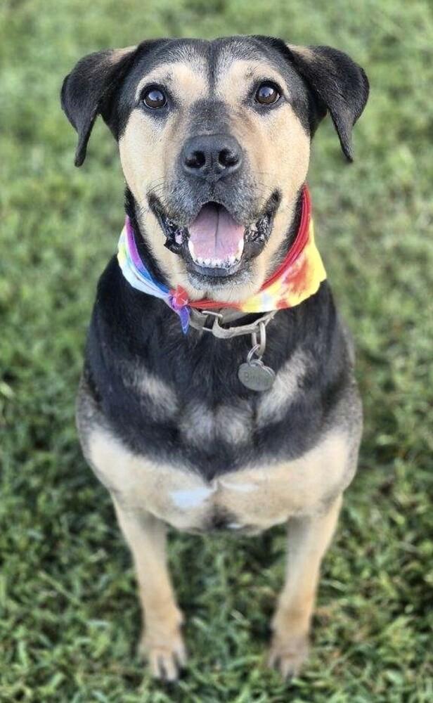 Enlarge Liberty, a Adoptable mixed breed in Washington, DC image 3/6