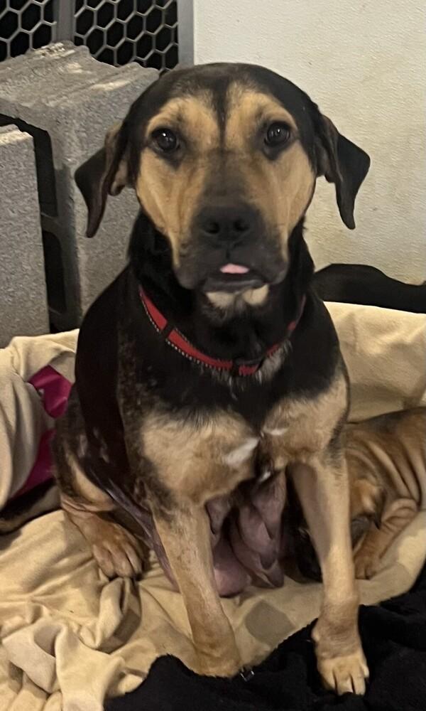 Enlarge Liberty, a Adoptable mixed breed in Washington, DC image 3/6