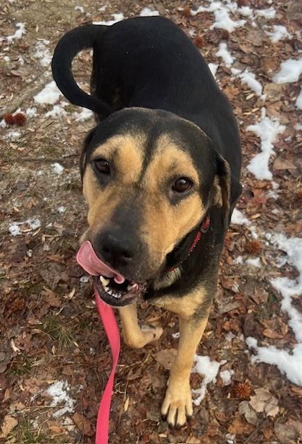Enlarge Liberty, a Adoptable mixed breed in Washington, DC image 4/6