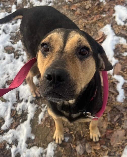 Enlarge Liberty, a Adoptable mixed breed in Washington, DC image 5/6