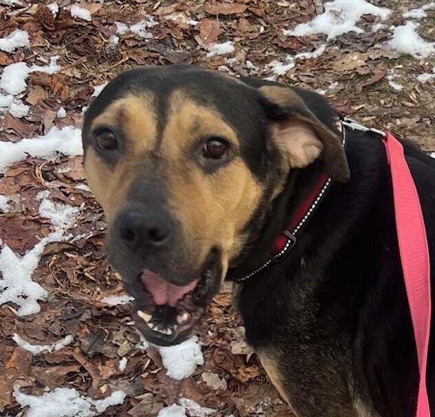 Enlarge Liberty, a Adoptable mixed breed in Washington, DC image 6/6