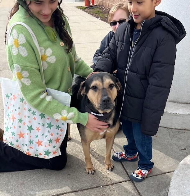 Enlarge Liberty, a Adoptable mixed breed in Washington, DC image 5/5