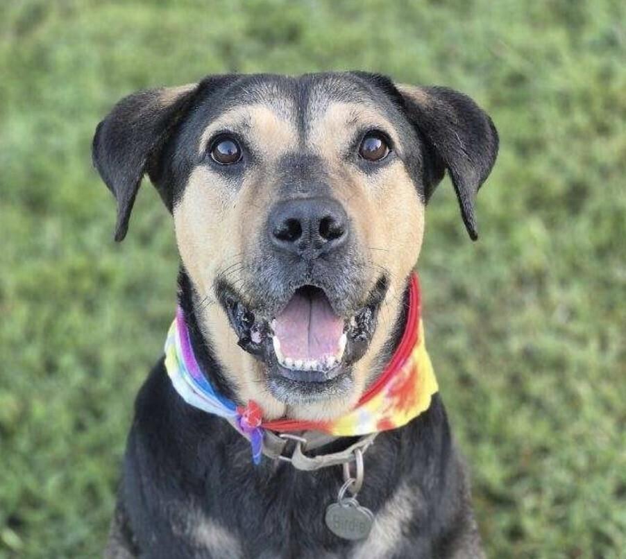 Enlarge Liberty, a Adoptable mixed breed in Washington, DC image 6/6