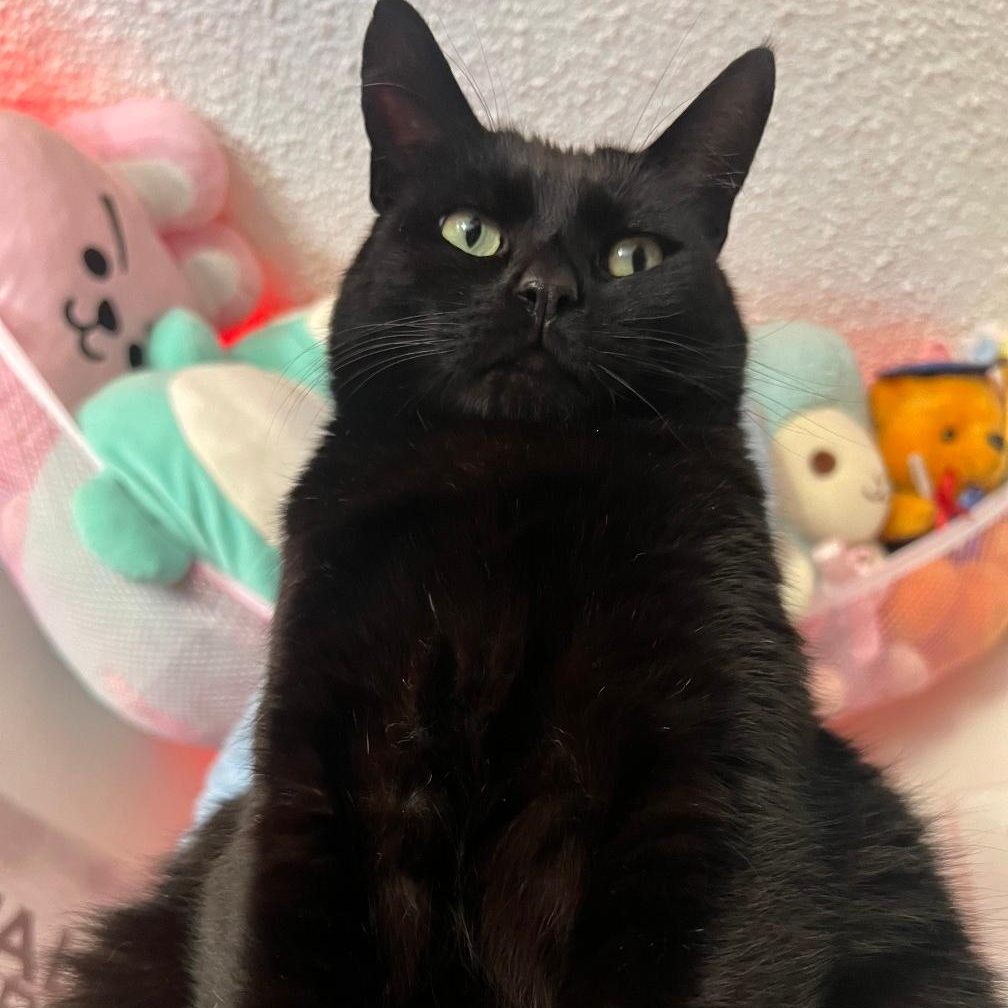 MILLIE, a Adoptable Domestic Short Hair in Ontario, CA image 1/2