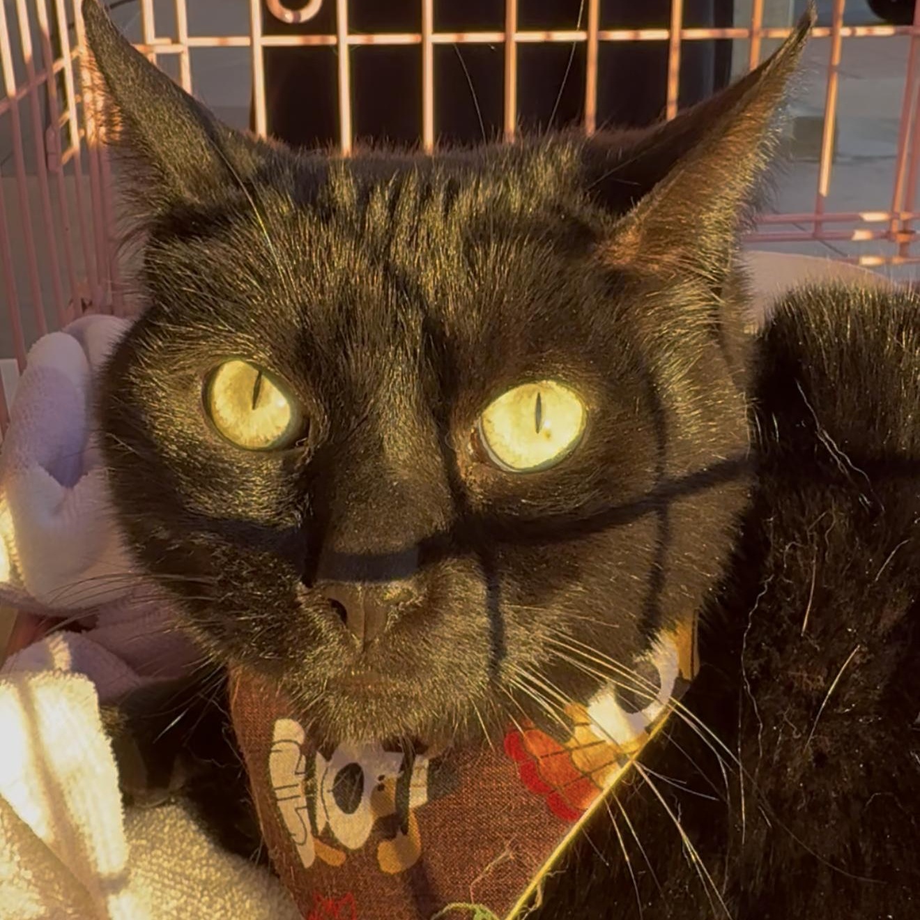 Enlarge MILLIE, a Adoptable Domestic Short Hair in Ontario, CA image 3/4