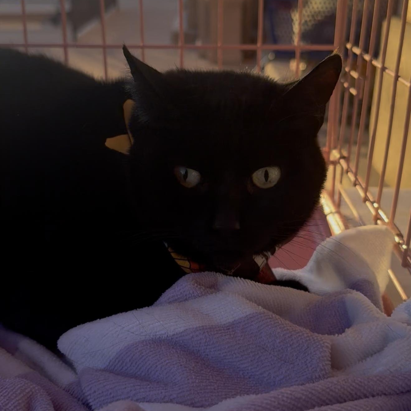 Enlarge MILLIE, a Adoptable Domestic Short Hair in Ontario, CA image 4/4