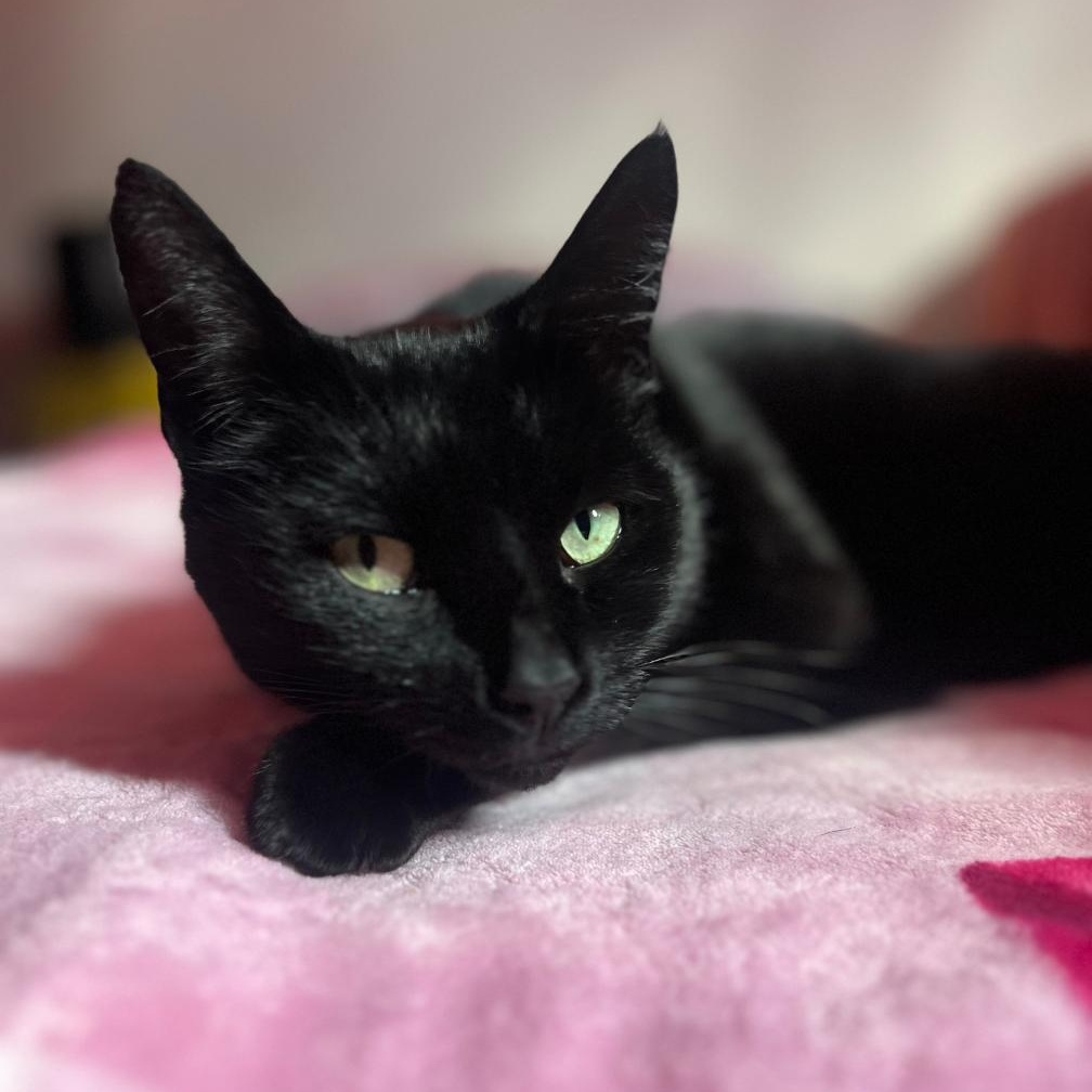 MILLIE, Adoptable, Adult Female Domestic Short Hair.