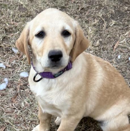 Enlarge Dolly, an adopted mixed breed in Briarcliff Manor, NY image 2/3