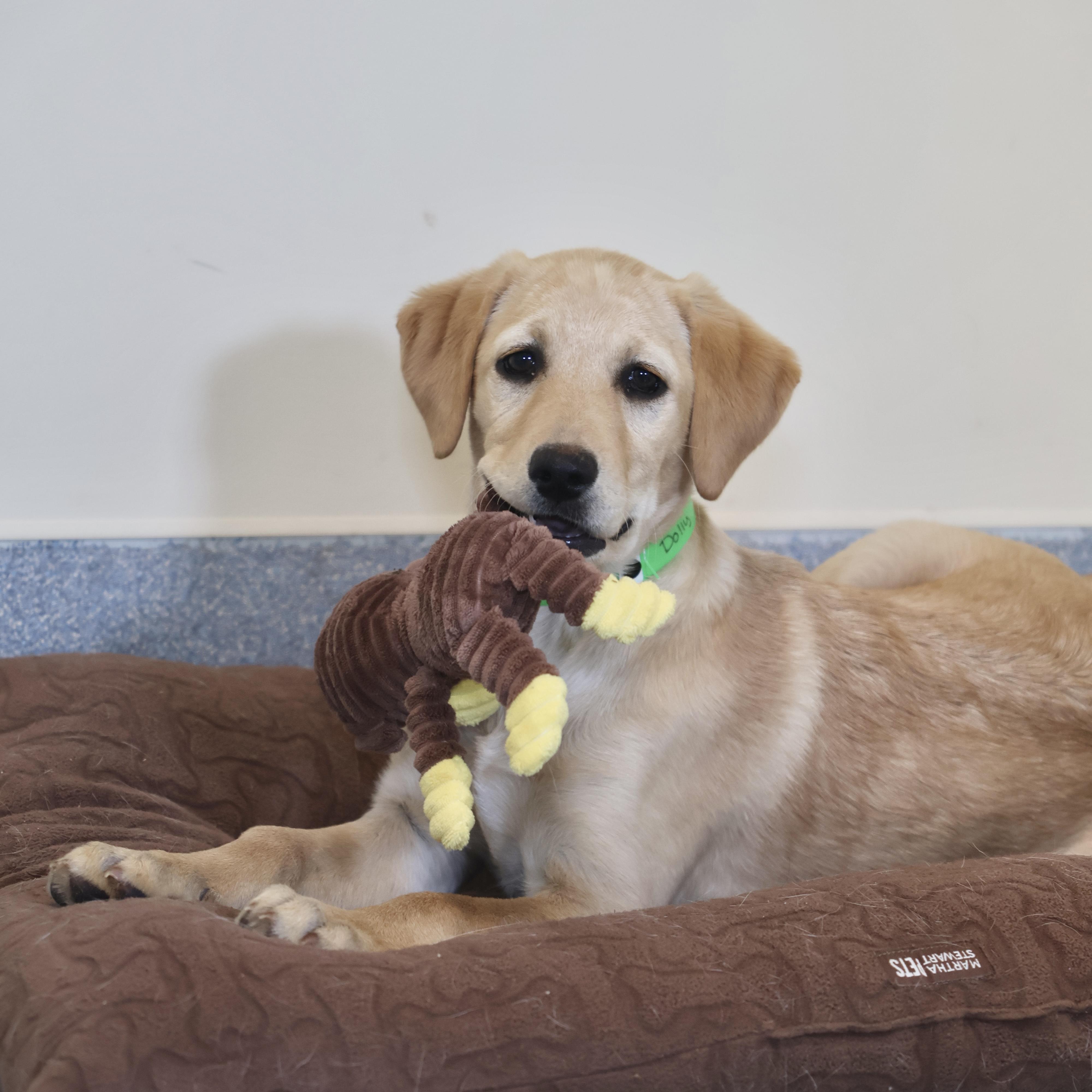 Dolly, adopted, Puppy Female Yellow Labrador Retriever & Golden Retriever.