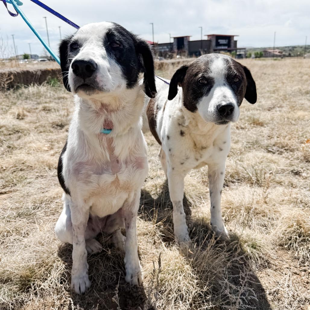 Enlarge 512 (2026) Domino, a Adoptable mixed breed in Parker, CO image 1/6