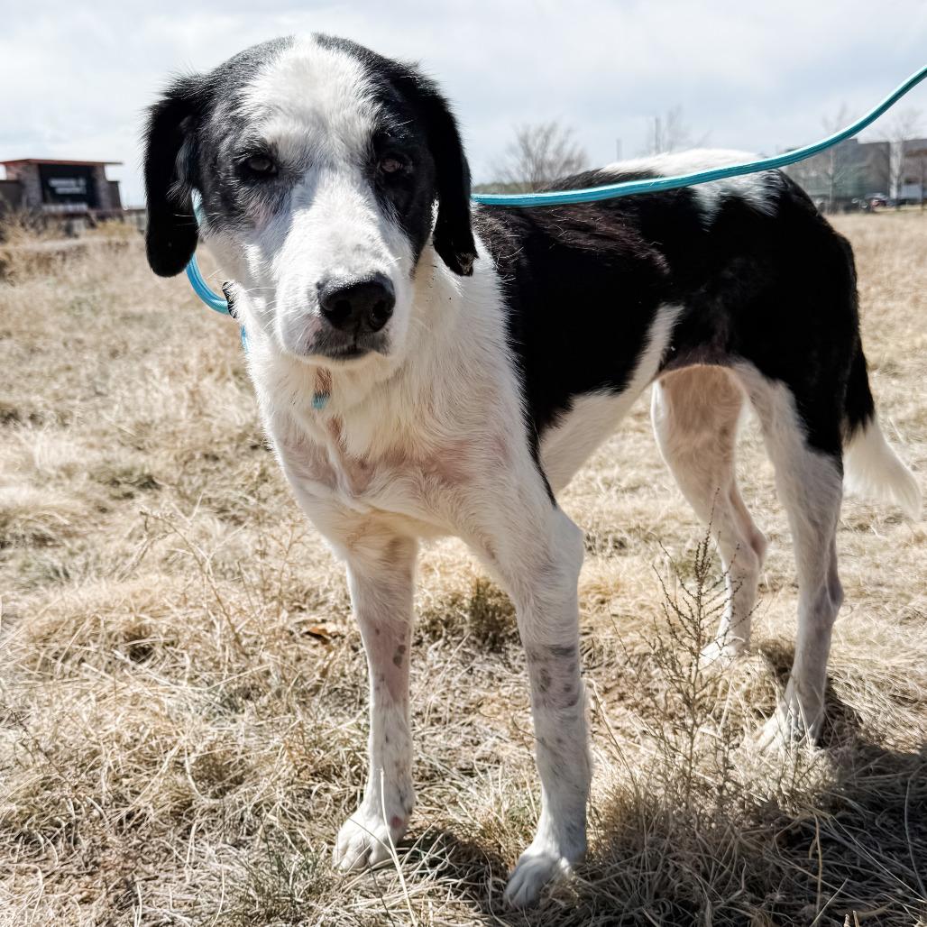 Enlarge 512 (2026) Domino, a Adoptable mixed breed in Parker, CO image 3/6
