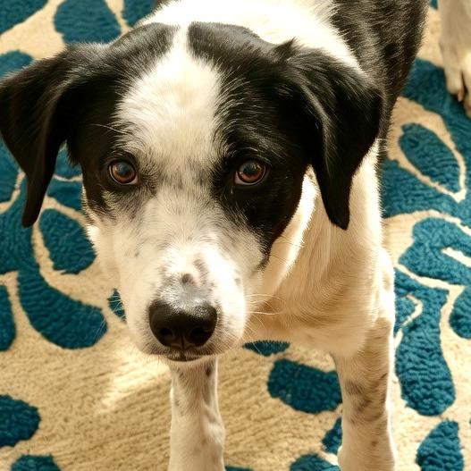 Enlarge 512 (2026) Domino, a Adoptable mixed breed in Parker, CO image 5/6