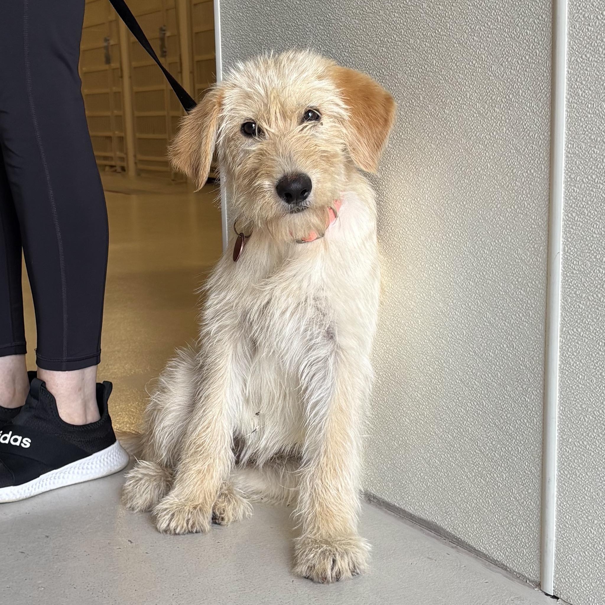 Farrah- arriving 7/15!