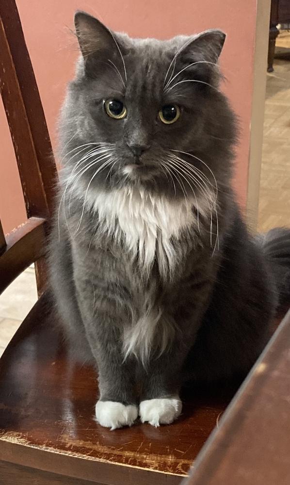 Midge, Adoptable, Adult Female Domestic Long Hair.