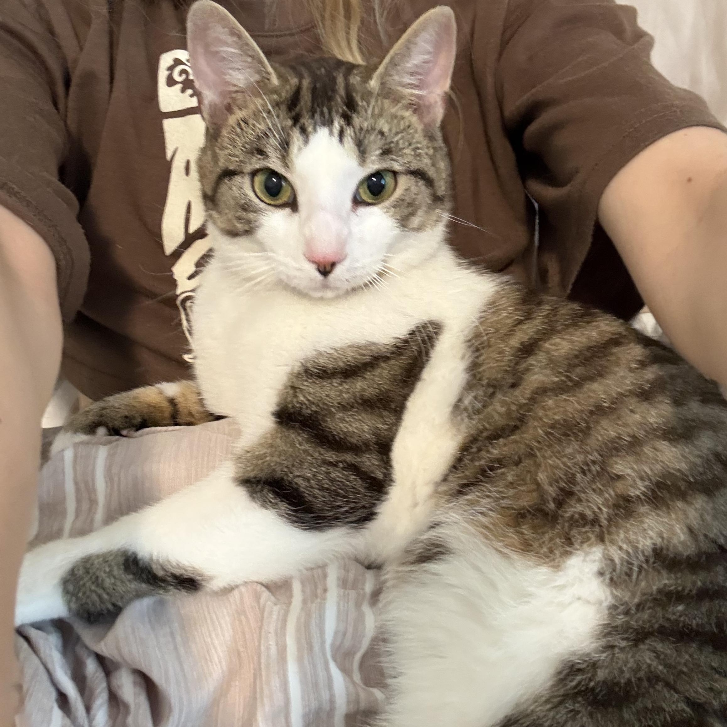 Enlarge RUFUS, a Adopted mixed breed in Columbus, OH image 3/4